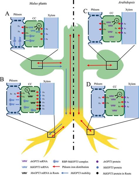 RBP differentiation contributes to selective transmissibility of 